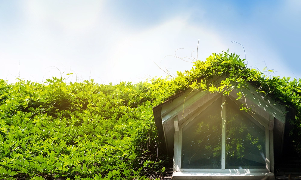 Window of house with lush green living roof