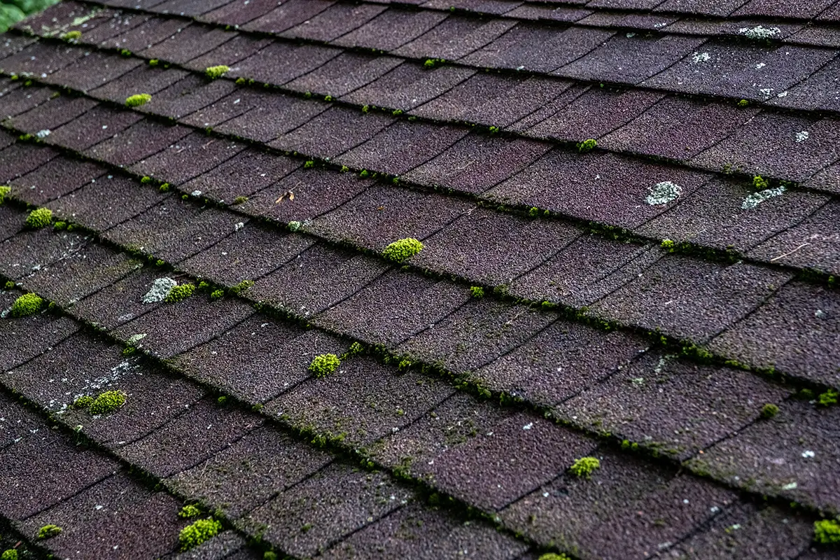 Asphalt roof top degrading in quality due to moss and algae